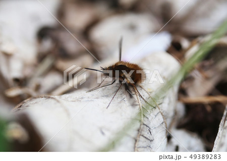 ビロードツリアブ 49389283