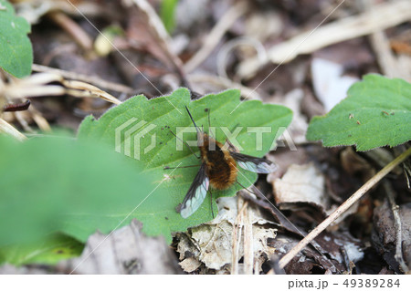 ビロードツリアブ 49389284