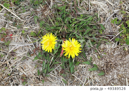 タンポポ 49389526