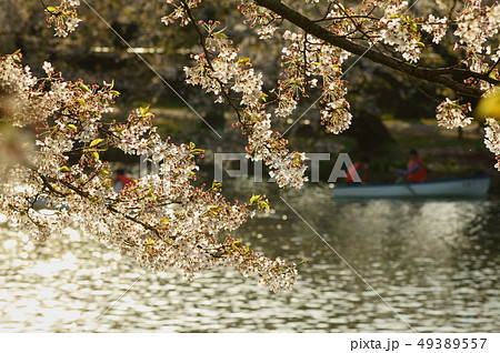 弘前公園 西濠の桜 49389557
