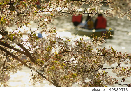 弘前公園 西濠の桜 49389558