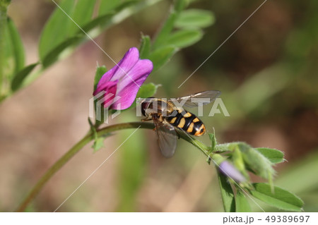 フタホシヒラタアブ 49389697