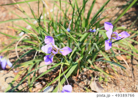 カンザキアヤメの花 カンザキアヤメの花 49389766