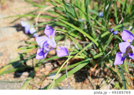 カンザキアヤメの花 カンザキアヤメの花 49389769