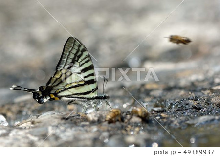 蝶 チョウ 蝴蝶 49389937