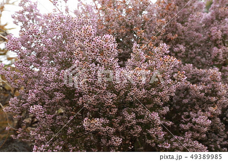 ジャノメエリカ ジャノメエリカ 49389985