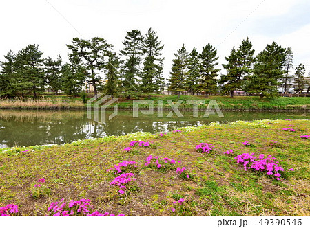 草加松原の春 49390546