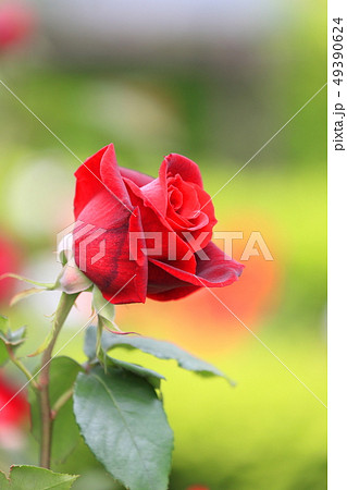 旧古河庭園 赤いバラ 東京都北区 旧古河庭園 赤いバラ 東京都北区 49390624