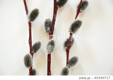 Three branches of a willow on a light background.  49390717