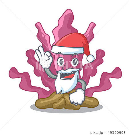 Santa pink seaweed in the mascot aquarium 49390993