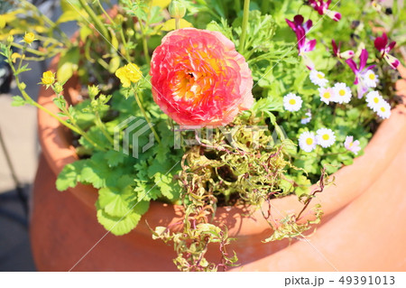 ラナンキュラスの花 ラナンキュラスの花 49391013