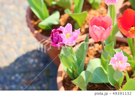 チューリップの花 49391132