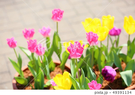 チューリップの花 49391134