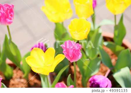 チューリップの花 49391135