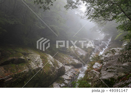 屋久島 白谷雲水峡 屋久島 白谷雲水峡 49391147