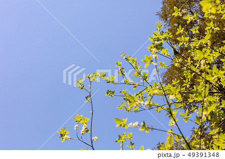 アオモジ（クスノキ科）木肌・木膚・木のはだ・外皮・樹皮・木目・花・芽・実） 49391348