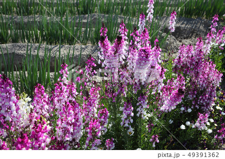 畑の隅のルピナスの花 畑の隅のルピナスの花 49391362
