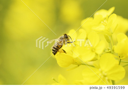 菜の花　日本ミツバチ　蜜蜂　みつばち　ミツバチ　二ホンミツバチ　春　季節　生物 49391599
