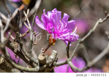トサノミツバツツジ 土佐の三葉躑躅 ツツジ科 木肌 木膚 木のはだ 外皮 樹皮 木目 花 芽 実 の写真素材