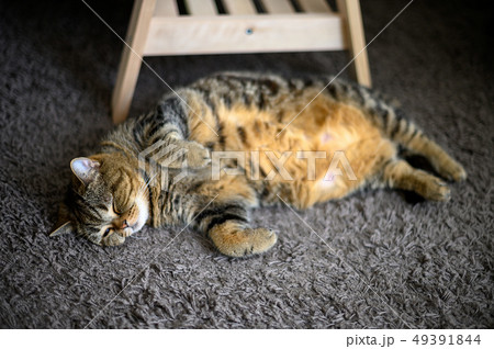Cute cat sleeps perfect dream cat on a floor Cute cat sleeps perfect dream cat on a floor 49391844