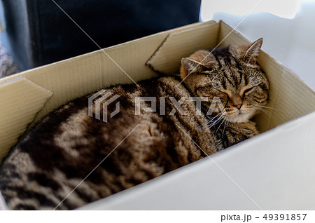 cat sleep cardboard box with a cat Funny cat fills 49391857