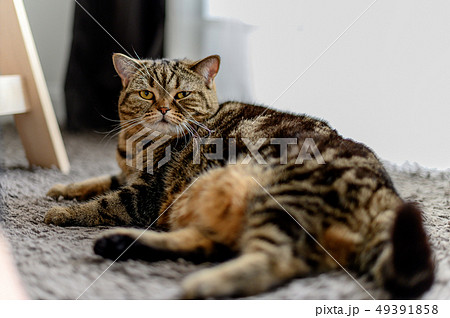 cat sleep cardboard box with a cat Funny cat fills cat sleep cardboard box with a cat Funny cat fills 49391858