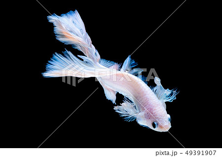 Betta fish Fight in the aquarium 49391907
