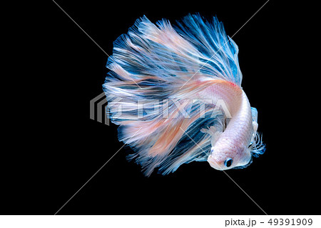 Betta fish Fight in the aquarium 49391909