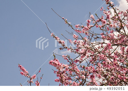 sakura 桜満開 sakura 桜満開 49392051
