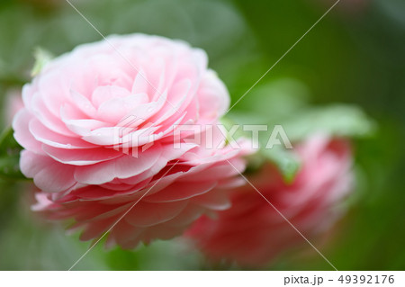 乙女椿の花 乙女椿の花 49392176