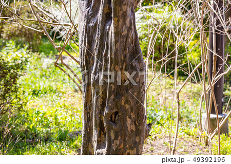 カリン:花梨・榠樝(バラ科)木肌・木膚・木のはだ・外皮・樹皮・木目・花・芽・実) カリン:花梨・榠樝(バラ科)木肌・木膚・木のはだ・外皮・樹皮・木目・花・芽・実) 49392196