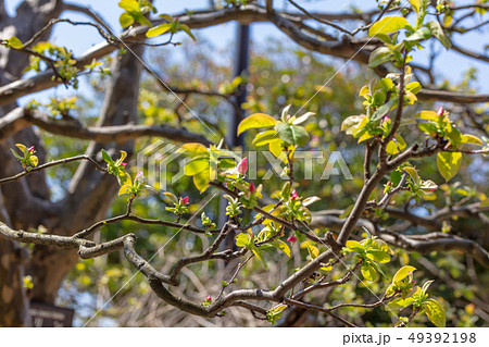 カリン 花梨 榠樝 バラ科 木肌 木膚 木のはだ 外皮 樹皮 木目 花 芽 実 の写真素材