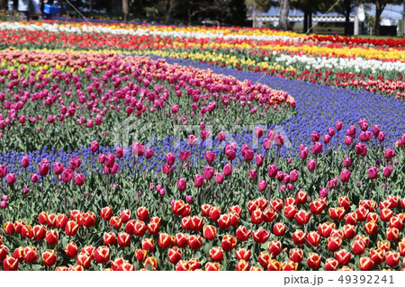 木曽三川公園のチューリップの写真素材