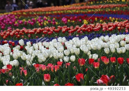 木曽三川公園のチューリップ 木曽三川公園のチューリップ 49392253