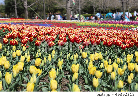 木曽三川公園のチューリップ 49392315