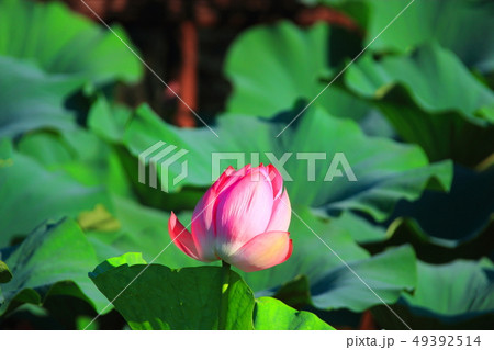 風景 観光 風 49392514