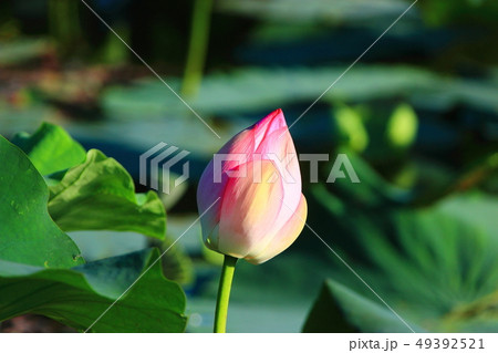 風景 観光 風 49392521