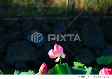 風景 観光 風 49392525