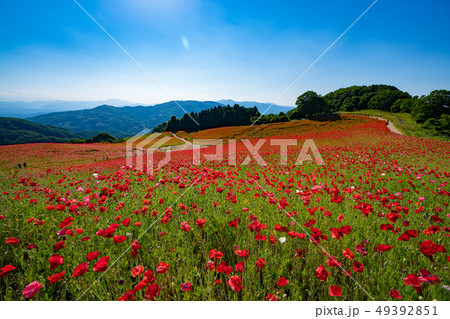 天空のポピー　埼玉県 49392851