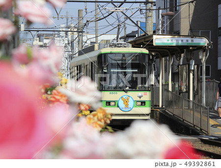 都電荒川線 荒川車庫前のバラ電車の写真素材