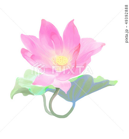 花 フラワー お花 49392888