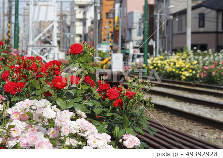 都電荒川線 沿道のバラ 都電荒川線 沿道のバラ 49392928