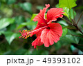 Red hibiscus flower on a green garden background 49393102