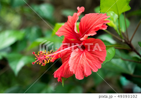 Red hibiscus flower on a green garden background Red hibiscus flower on a green garden background 49393102