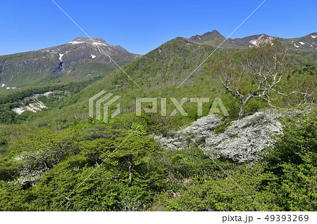 那須ハンターマウンテンロープウェイ山頂駅周辺の花咲くシロヤシオ群生地 49393269