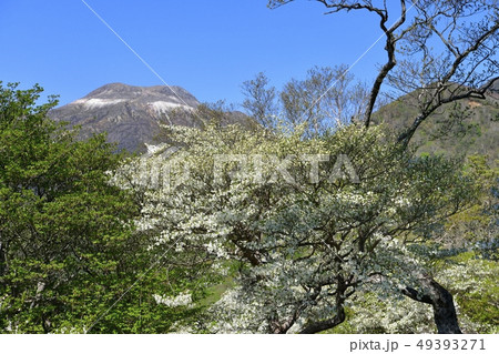 那須ハンターマウンテンロープウェイ山頂駅周辺の花咲くシロヤシオ群生地 49393271