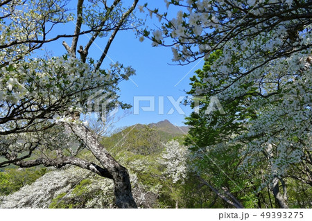那須ハンターマウンテンロープウェイ山頂駅周辺の花咲くシロヤシオ群生地 49393275