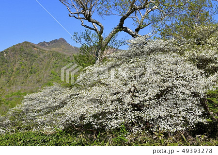 那須ハンターマウンテンロープウェイ山頂駅周辺の花咲くシロヤシオ群生地 49393278