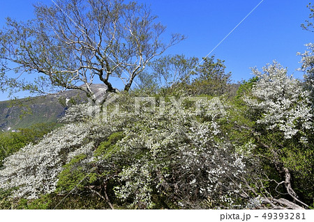 那須ハンターマウンテンロープウェイ山頂駅周辺の花咲くシロヤシオ群生地 49393281