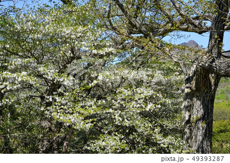 那須ハンターマウンテンロープウェイ山頂駅周辺の花咲くシロヤシオ群生地 那須ハンターマウンテンロープウェイ山頂駅周辺の花咲くシロヤシオ群生地 49393287